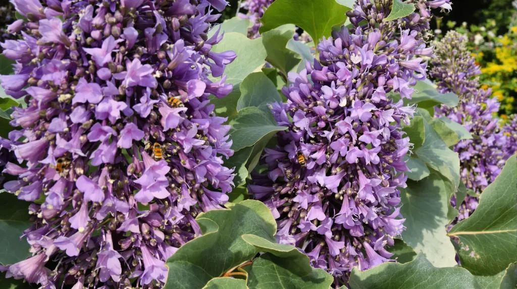 Les abeilles raffolent de ce légume et nous aussi !
