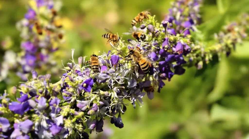 Les anciens la plantaient près du potager : cette vivace de jardin sec attire bien plus d’abeilles que la lavande