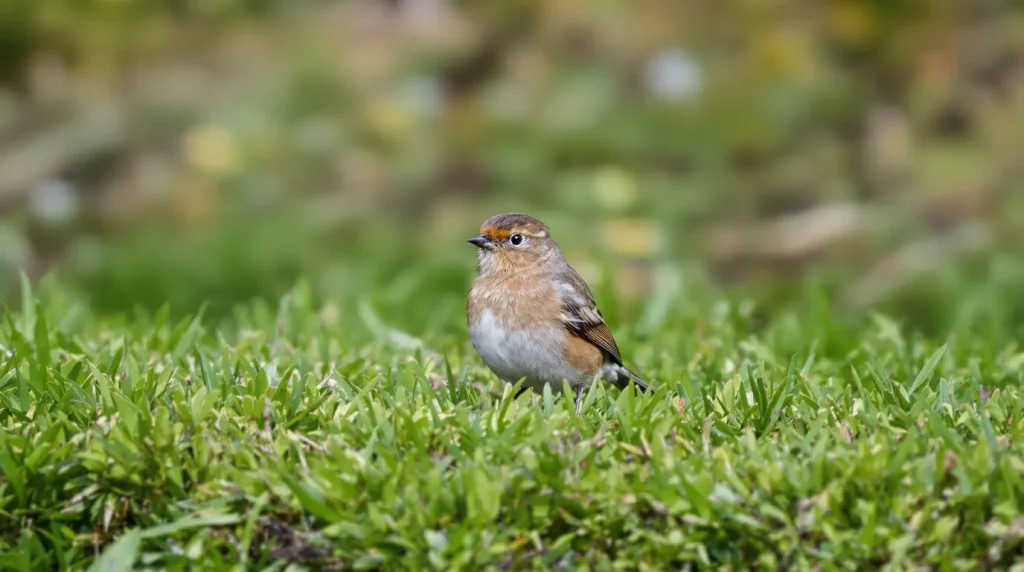Vous le voyez tous les jours dans votre jardin : ce petit oiseau dévoile un indice crucial sur votre écosystème