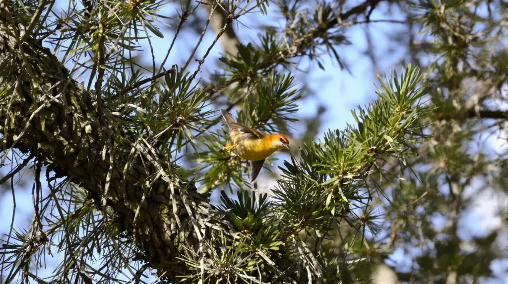 La présence d'un écureuil roux révèle que votre jardin se transforme en véritable mini-forêt